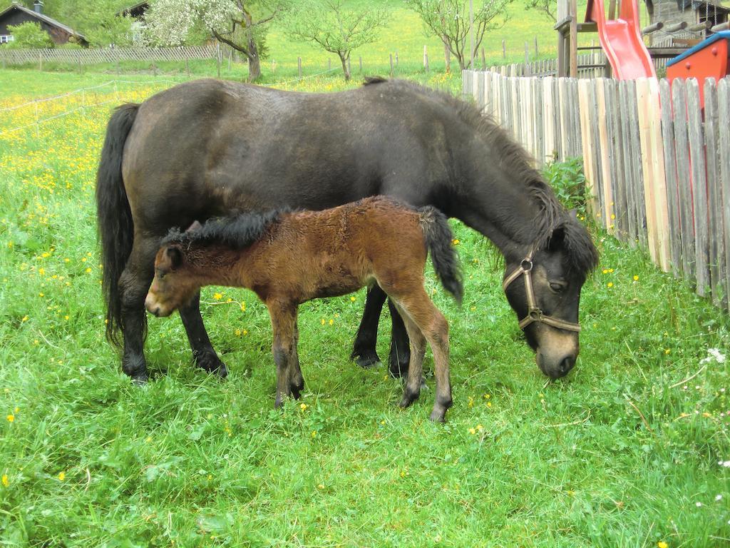 Feriendorf Ponyhof Fusch an der Grossglocknerstrasse Eksteriør billede